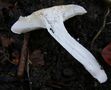 Hygrophorus arbustivus